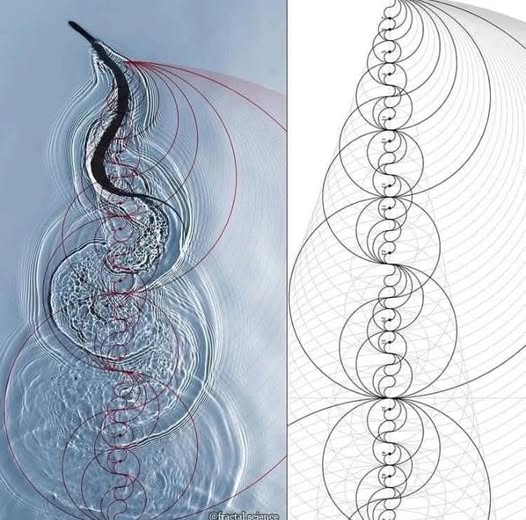 1D to 4D visualization panels