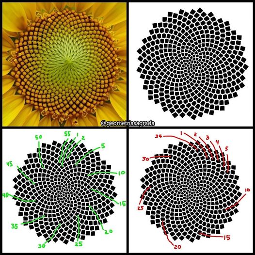 1D to 4D visualization panels